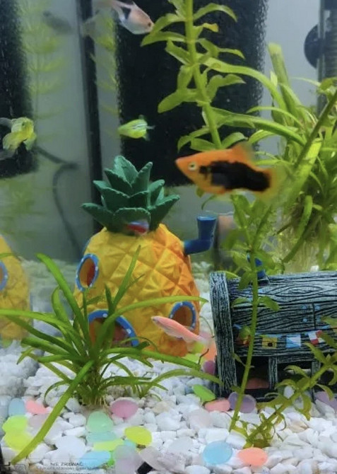 Декор для акваріума Будинок Губки Боба 13 на 7,5 на 7,5 см жовтий Київ - фото 7