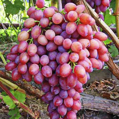 Саджанці винограду Кішміш Променистий (черенкований) - 2-річний Чернівці