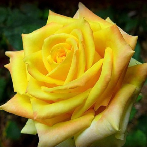 Саженцы роз Мохана (привитый) - 2-летний Черновцы - изображение 1