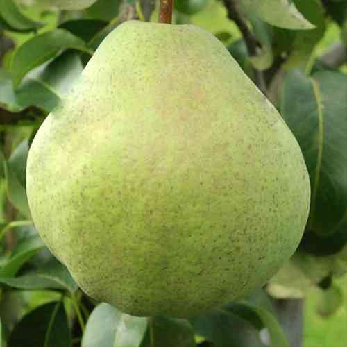 Саженцы груши Изумрудная (привитая) - 2-летний Черновцы