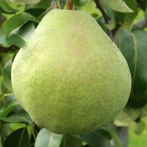 Саженцы груши Изумрудная (привитая) - 2-летний Черновцы - изображение 1
