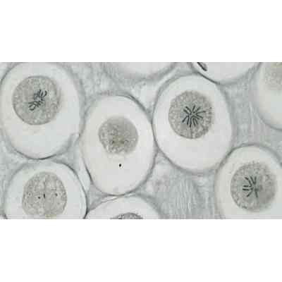 Набір мікропрепаратів Bresser високоякісних 10 шт (5984500) (931509) Вінниця