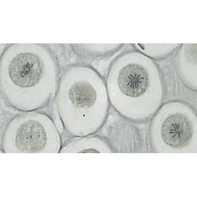 Набір мікропрепаратів Bresser високоякісних 10 шт (5984500) (931509) Вінниця - фото 3