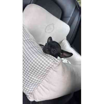 Автомобільне крісло для тварин Chloe&apos;s Home Berlin M/L 65х45 см бежеве (CLH4906) Вінниця