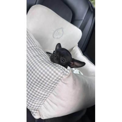 Автомобільне крісло для тварин Chloe's Home Berlin M/L 65х45 см бежеве (CLH4906) Вінниця - фото 2