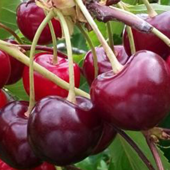 Саджанці черешні Ред Пасифік (привитий) - 1-річний Чернівці - фото 1