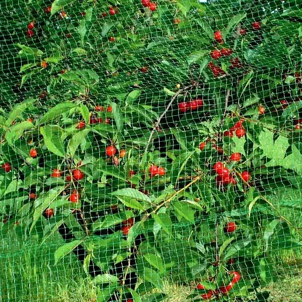 Сетка 20*20  ячейка 2м*10м для защиты от птиц зелёная Днепр - изображение 4