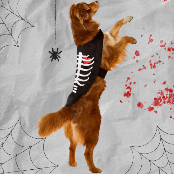 Накидка для собак і котів принт скелет XS розмір Хеллоуїн чорний Київ