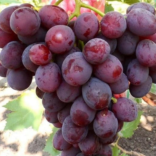 Cаджанці винограду Зоря Несвітая (черенкований) - 1-річний Чернівці - фото 1