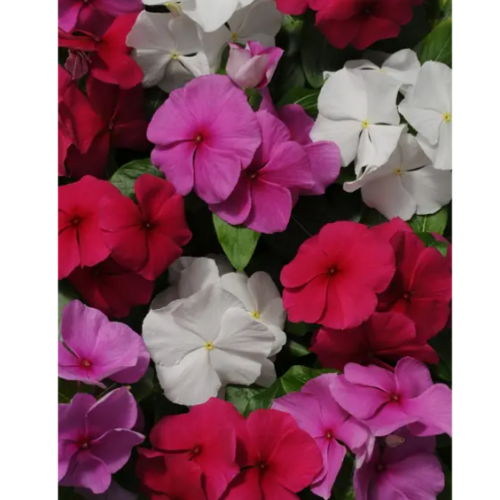 Барвінок (Катарантус) СанШторм суміш F1 низькорослий 10шт Професійне насіння Житомир - фото 2