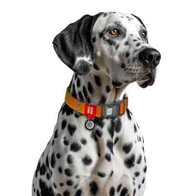 Нашийник для тварин WAUDOG Nylon Mono з QR паспортом, пластиковий фастекс XL помаранчевий (52164) Вінниця