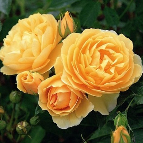 Саджанці троянд Грехам Томас (привитий) - 2-річний Чернівці - фото 1