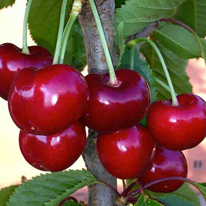 Саджанці черешні Грейс Стар (привитий) - 1-річний Чернівці - фото 1