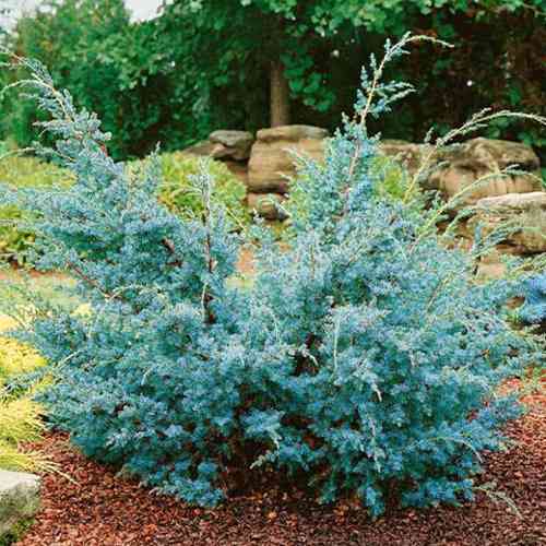 Саженцы можжевельника Голубые Альпы (черенкованный) - 3-летний Черновцы