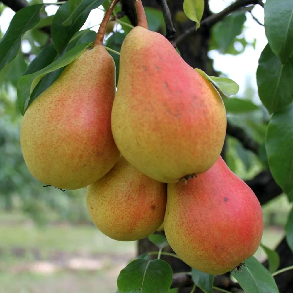 Саженцы колоновидной груши Сапфира (привитый) Черновцы - изображение 1