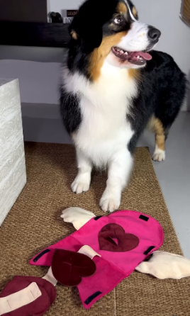 Іграшка для собак валентинка Happy Peppy (Хеппі Пеппі) з отворами для корму Запоріжжя