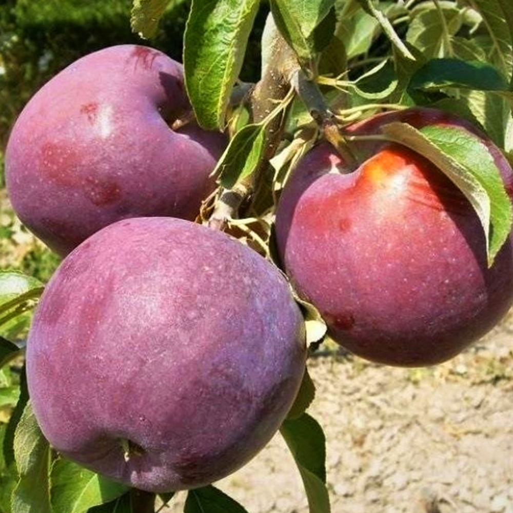 Саджанці яблуні Вільямс Прайд (привитий) - 1-річний Чернівці - фото 1