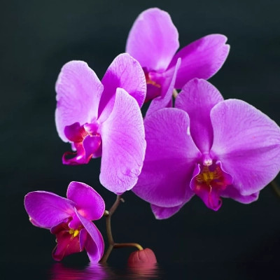 Обогреватель Trio Фіолетовий настрій (RL075580) Винница - изображение 9