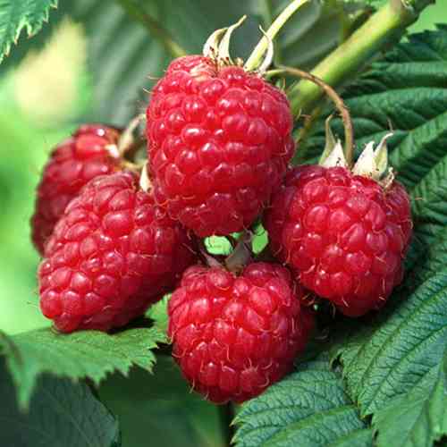 Саджанці малини Мрія (черенкований) - 1-річний Чернівці