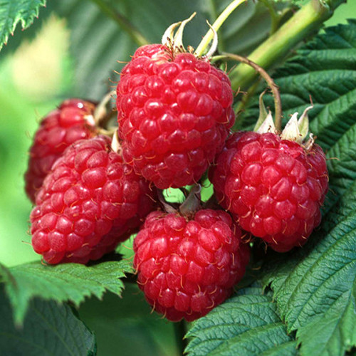 Саженцы малины Мечта (черенкованный) - 1-летний Черновцы - изображение 1