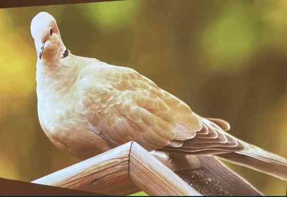 Проектор Optoma EW766 (4000 ANSI лм/1280х800) Харьков