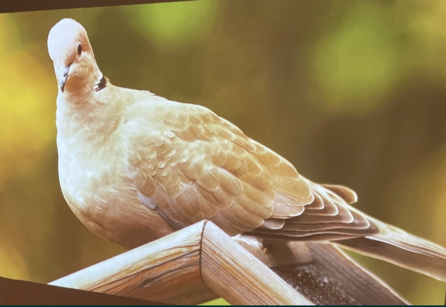 Проектор Optoma EW766 (4000 ANSI лм/1280х800) Харьков - изображение 3