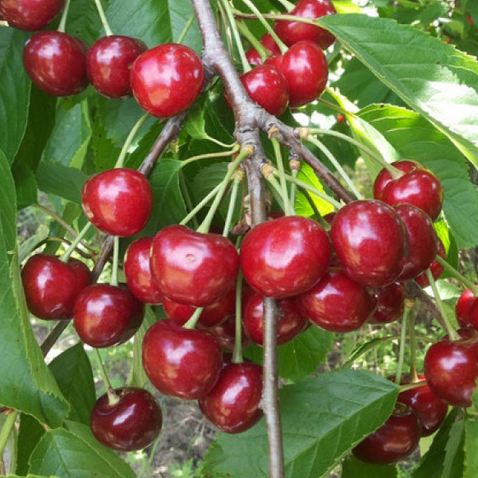 Саджанці черешні Рубінова (привитий) - 2-річний Чернівці - фото 1