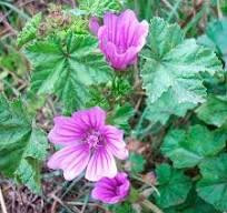 Мальва лесная, 100г master sem Киев - изображение 1