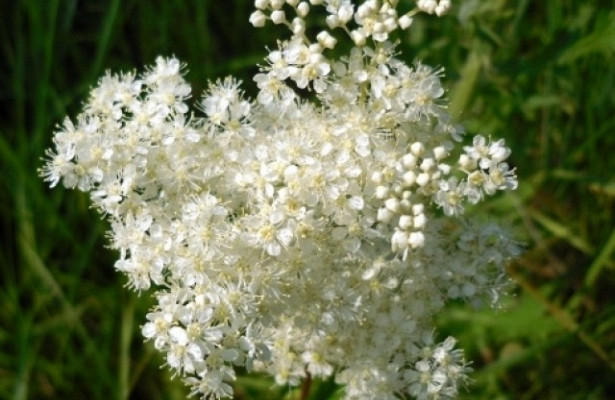 Цвіт лабазника (Цветки таволги) 100г master sem Киев - изображение 2