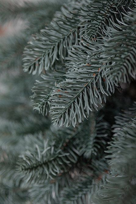 Литая искусственная елка 2.1 м голубая Карпатская Премиум KOS-KARPBL21 Киев - изображение 8