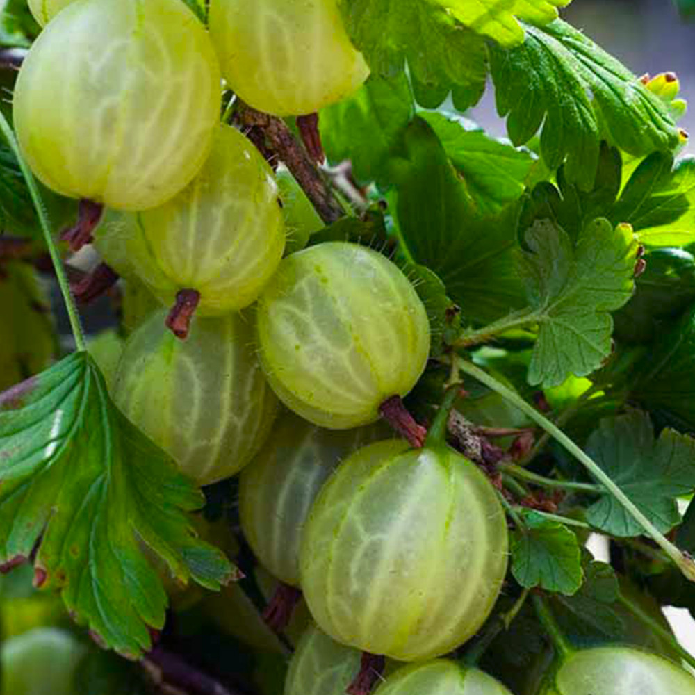 Саджанці агрусу Ізумруд (черенкований) - 2-річний Чернівці - фото 3