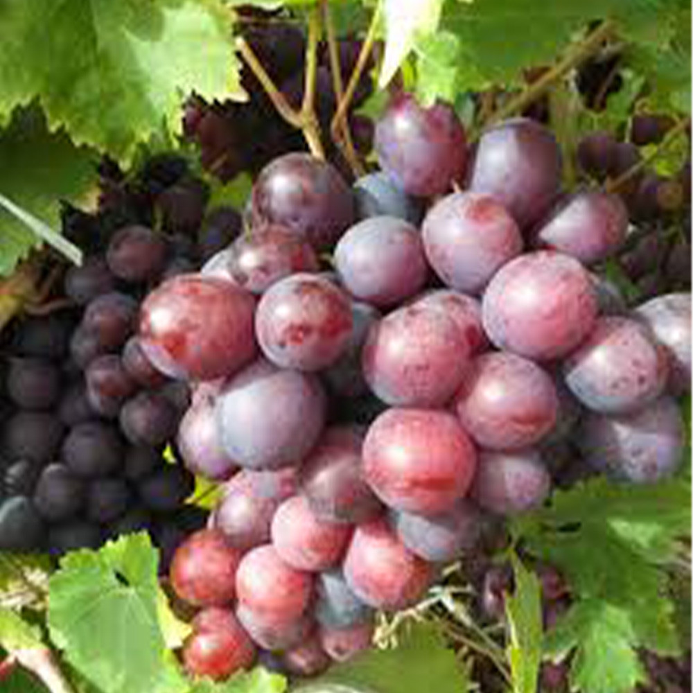 Саженцы винограда Мускат Новошахтинский (черенкованный) - 1-летний Черновцы - изображение 2