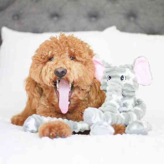 Іграшка для собак Patchwork Pet Ellie Elephant (Печворк ПтСлон Еллі) Запоріжжя