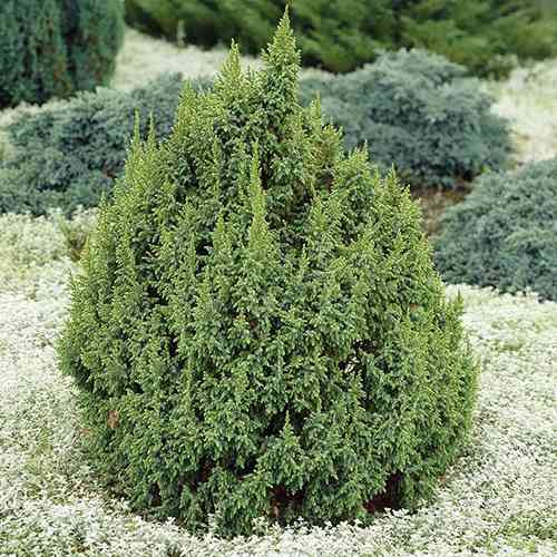 Саджанці ялівцю Лодері (черенкований) - 3-річний Чернівці