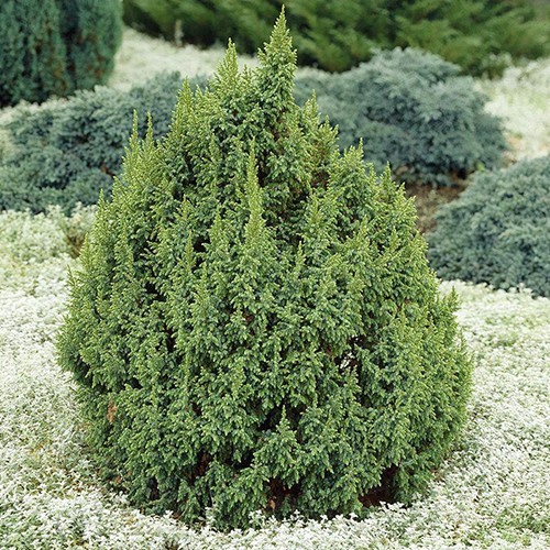 Саджанці ялівцю Лодері (черенкований) - 3-річний Чернівці - фото 1