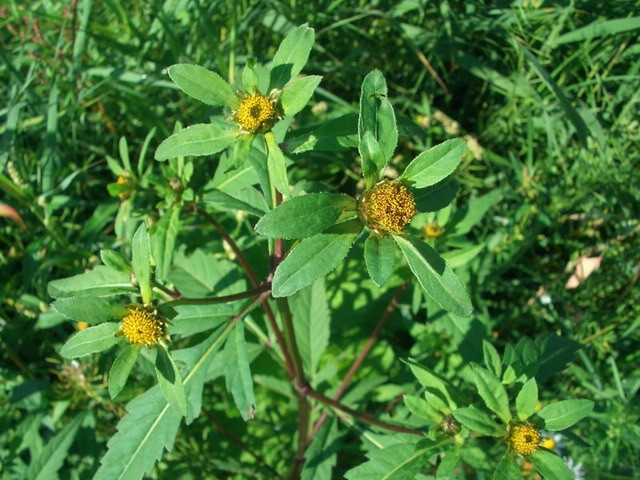 Череда трехраздельная (Причепа трироздільна), 100г master sem Киев - изображение 1