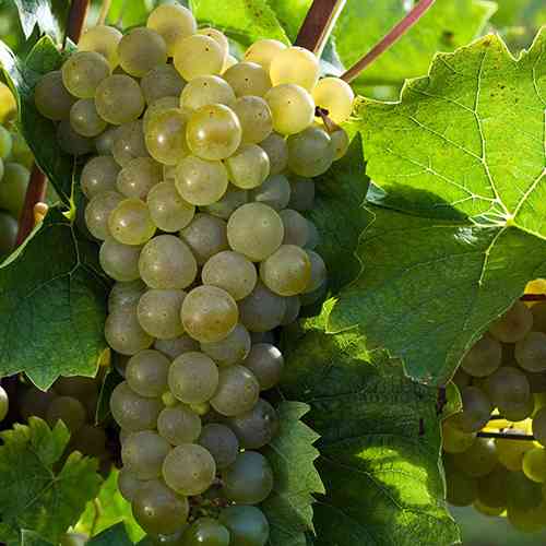 Саженцы винограда Сапфир (черенкованный) - 2-летний Черновцы