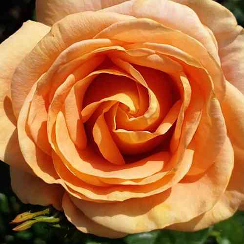 Саджанці троянд Бенгалі (привитий) - 2-річний Чернівці