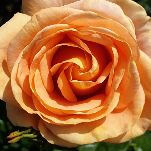 Саджанці троянд Бенгалі (привитий) - 2-річний Чернівці - фото 1