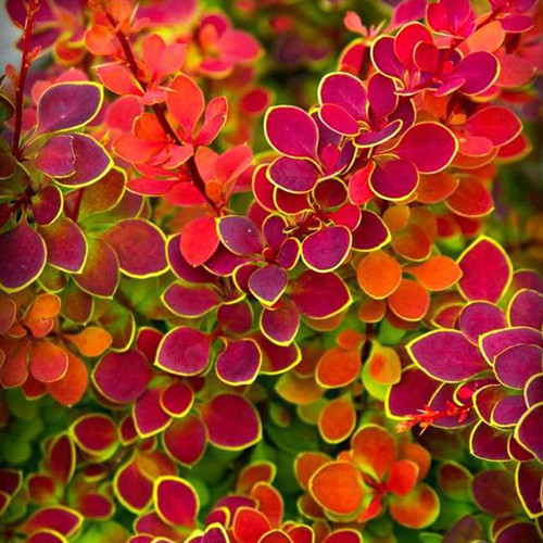 Саженцы барбариса Оранж Санрайз (черенкованный) - 1-летний Черновцы - изображение 1