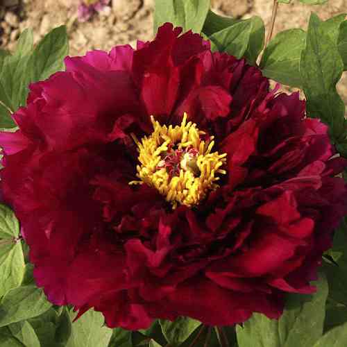 Саджанці піона деревоподібного Ліберті (сіянець) - 1-річний Чернівці