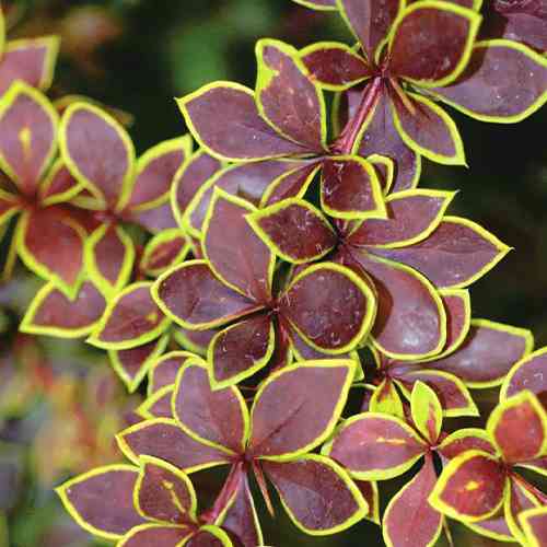 Саженцы барбариса Коронита (черенкованный) - 1-летний Черновцы