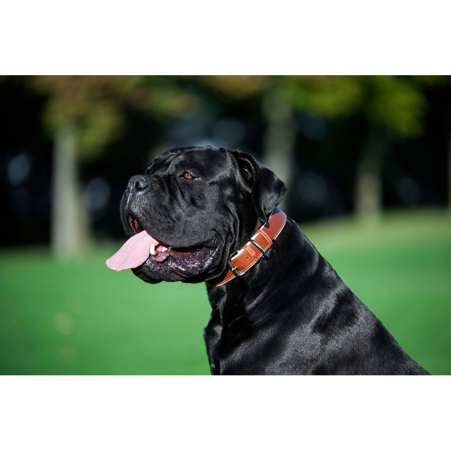 Нашийник для собак шкіряний WAUDOG Soft з QR паспортом, Ш 25 мм, Дов 38-49 см коричневий Коломыя - изображение 2