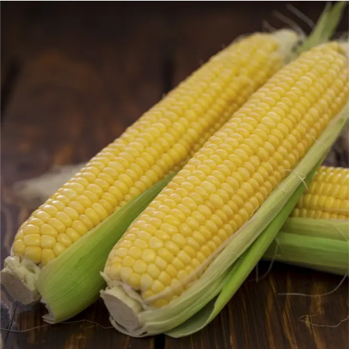 Кукурудза цукрова Форвард F1 15шт Професійне насіння Житомир - фото 3