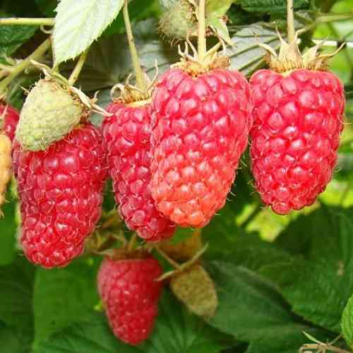 Саджанці малини Соколиця (черенкований) - 1-річний Чернівці