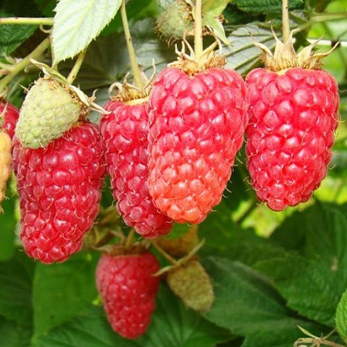 Саженцы малины Соколица (черенкованный) - 1-летний Черновцы - изображение 1