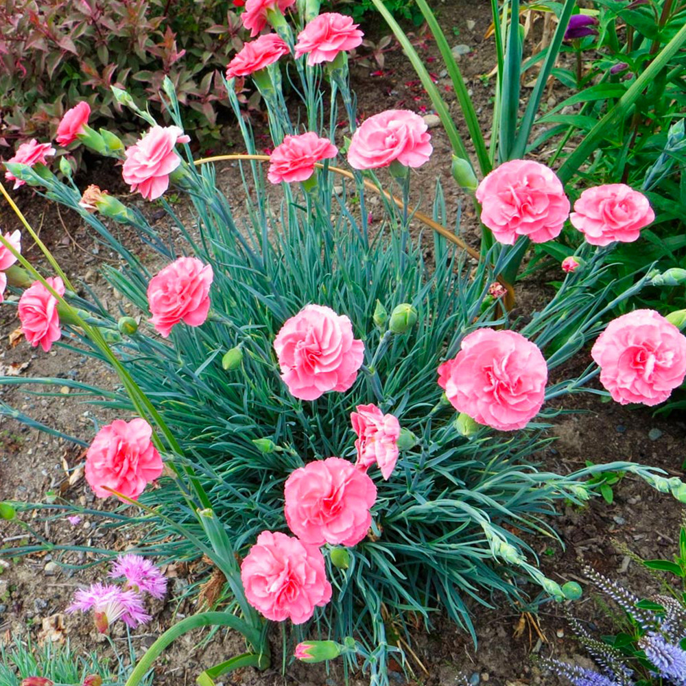 Саженцы гвоздики Садовая Черновцы - изображение 2