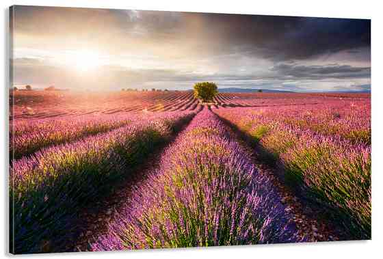 Картина полотно у вітальню / спальню Поле Лаванда   MLP_359 ( 60х30см ) 60x100 см Київ