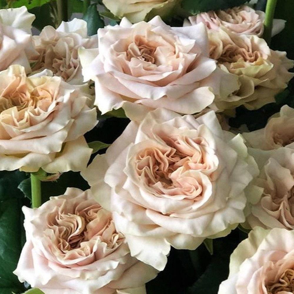 Саджанці чайно-гібридних троянд Вестмінстер Еббі (привитий) Чернівці - фото 1