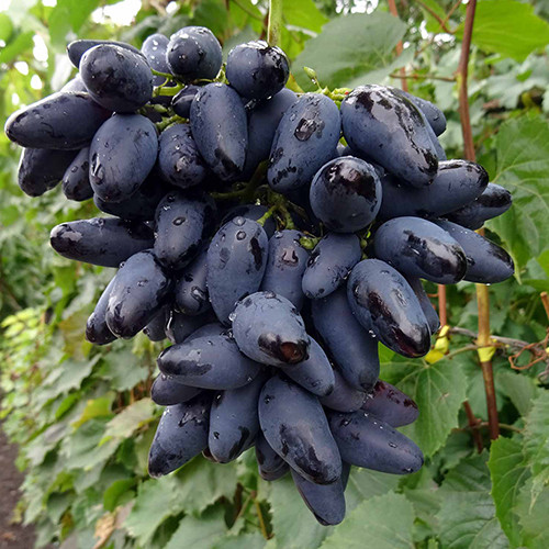 Cаджанці винограду Вікінг (черенкований) - 1-річний Чернівці - фото 1